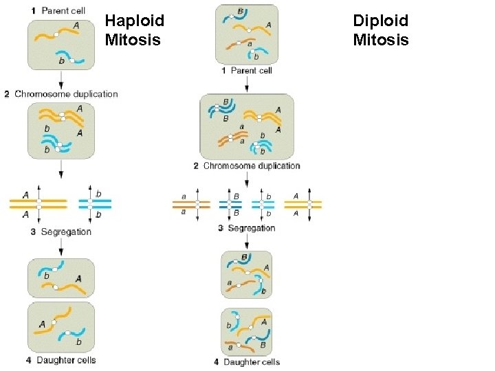 Haploid Mitosis Diploid Mitosis 