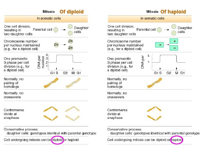 Of diploid Of haploid 1 n 1 n 1 n 2 1 