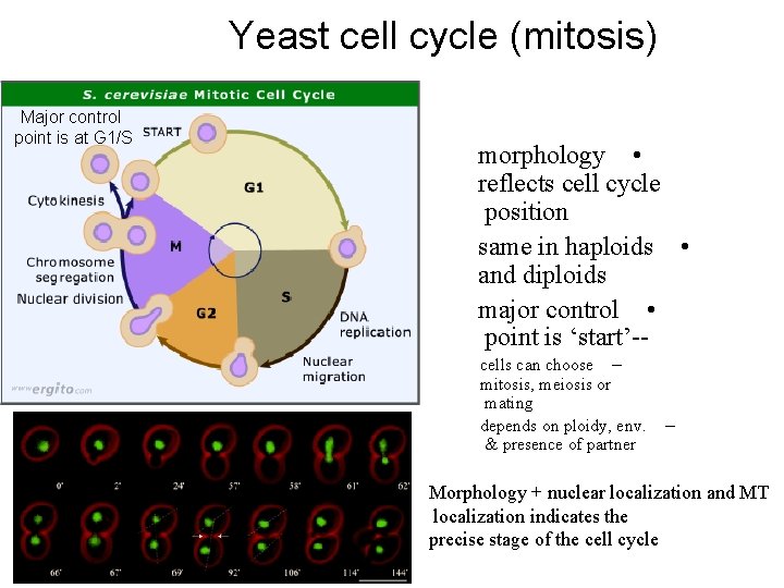 Yeast cell cycle (mitosis) Major control point is at G 1/S morphology • reflects