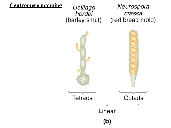 Centromere mapping 