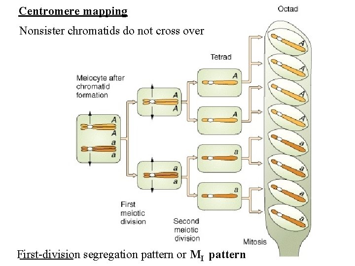 Centromere mapping Nonsister chromatids do not cross over First-division segregation pattern or MI pattern