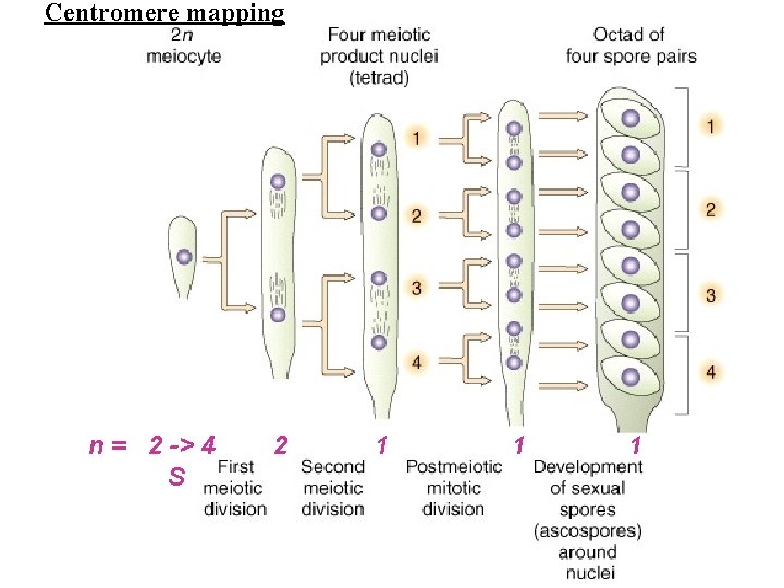 Centromere mapping n = 2 -> 4 S 2 1 1 1 