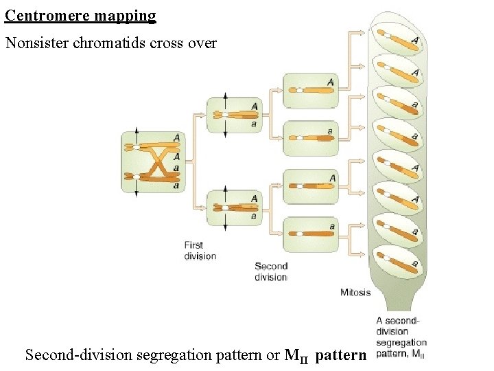 Centromere mapping Nonsister chromatids cross over Second-division segregation pattern or MII pattern 