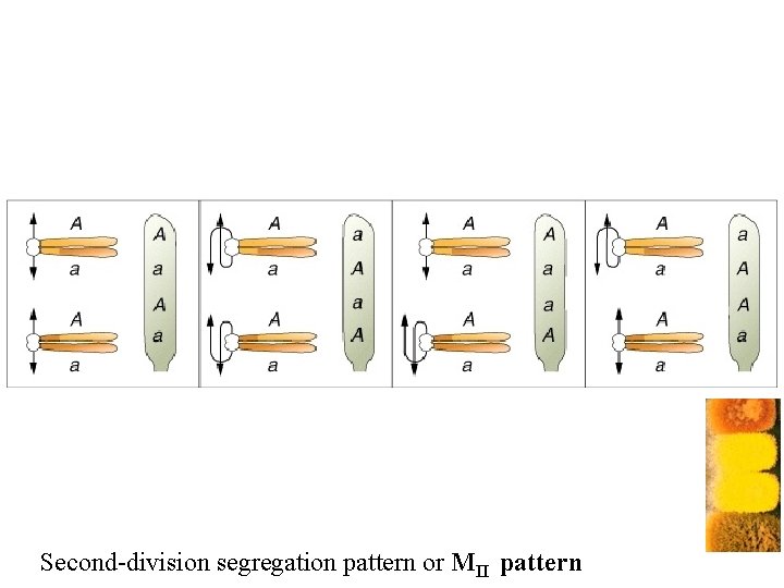 Second-division segregation pattern or MII pattern 