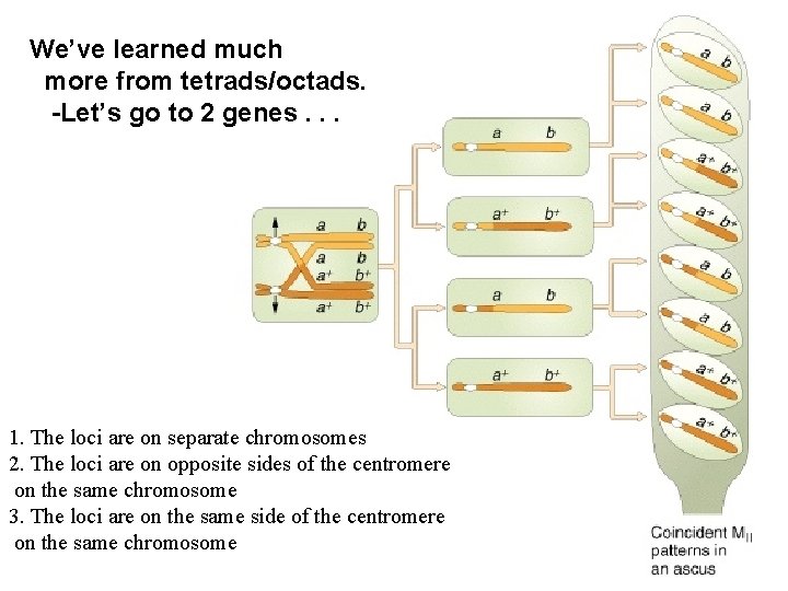 We’ve learned much more from tetrads/octads. -Let’s go to 2 genes. . . 1.