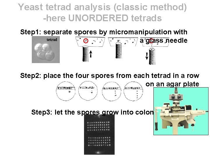 Yeast tetrad analysis (classic method) -here UNORDERED tetrads Step 1: separate spores by micromanipulation