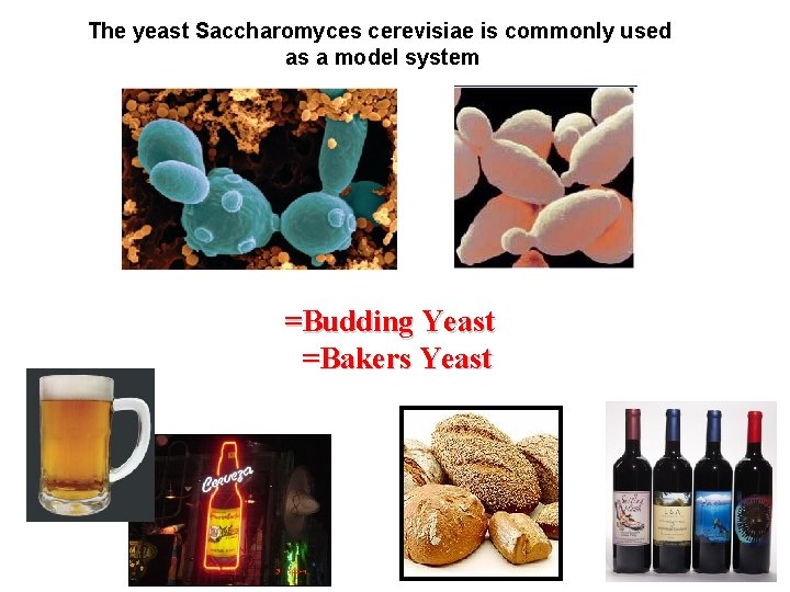 The yeast Saccharomyces cerevisiae is commonly used as a model system =Budding Yeast =Bakers