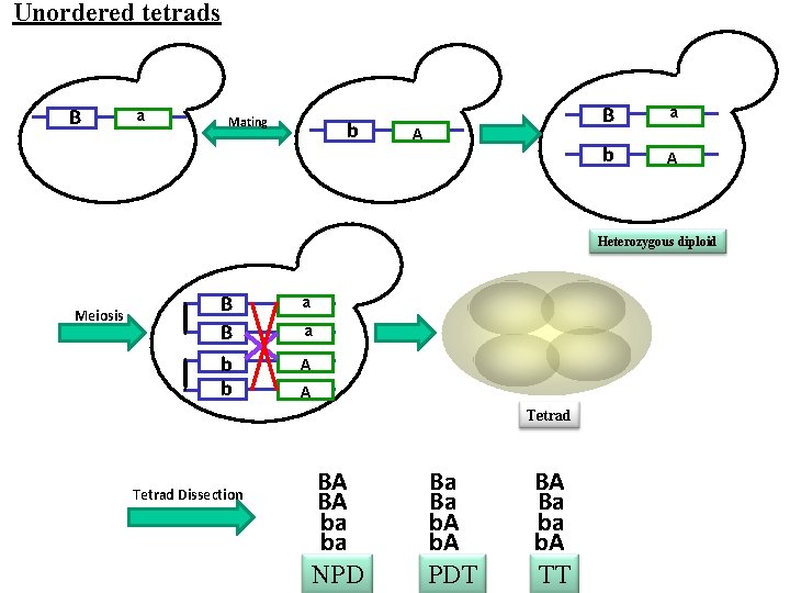 Unordered tetrads B a Mating b A B a b A Heterozygous diploid Meiosis