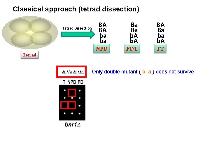 Classical approach (tetrad dissection) Tetrad Dissection BA BA ba ba Ba Ba b. A