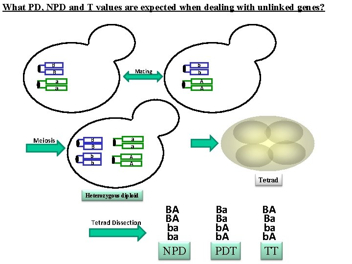 What PD, NPD and T values are expected when dealing with unlinked genes? B