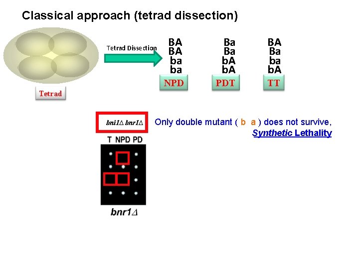 Classical approach (tetrad dissection) Tetrad Dissection BA BA ba ba Ba Ba b. A