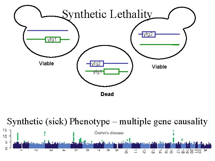 Synthetic Lethality yfg 2 yfg 1 Viable Dead Synthetic (sick) Phenotype – multiple gene