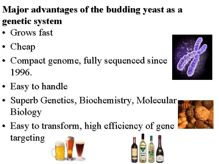 Major advantages of the budding yeast as a genetic system • Grows fast •