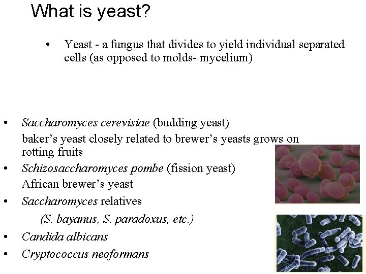 What is yeast? • • • Yeast - a fungus that divides to yield