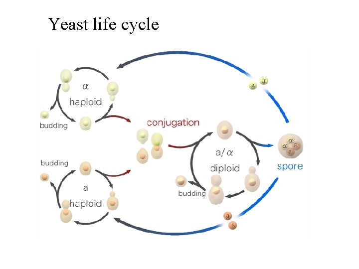 Yeast life cycle 