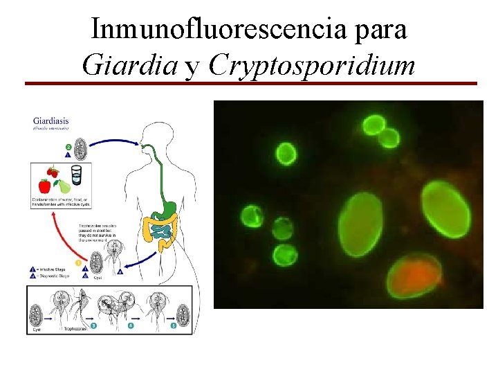 Inmunofluorescencia para Giardia y Cryptosporidium 