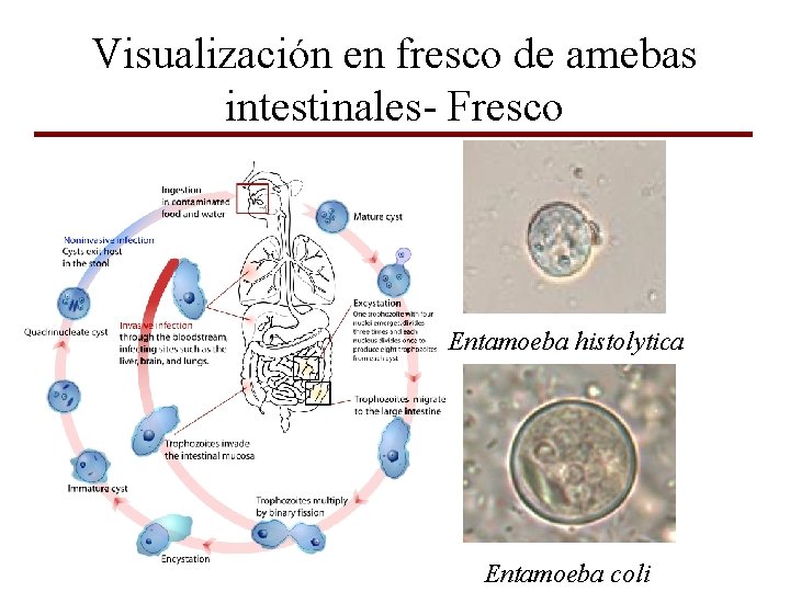 Visualización en fresco de amebas intestinales- Fresco Entamoeba histolytica Entamoeba coli 