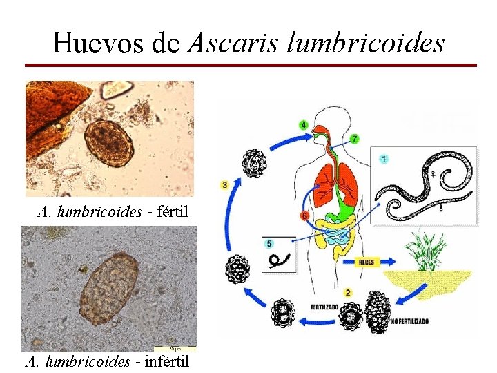 Huevos de Ascaris lumbricoides A. lumbricoides - fértil A. lumbricoides - infértil 