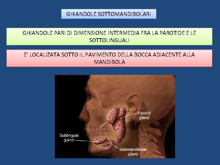 GHIANDOLE SOTTOMANDIBOLARI GHIANDOLE PARI DI DIMENSIONE INTERMEDIA FRA LA PAROTIDE E LE SOTTOLINGUALI E’