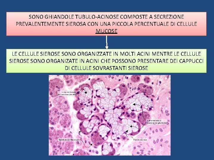 SONO GHIANDOLE TUBULO-ACINOSE COMPOSTE A SECREZIONE PREVALENTEMENTE SIEROSA CON UNA PICCOLA PERCENTUALE DI CELLULE