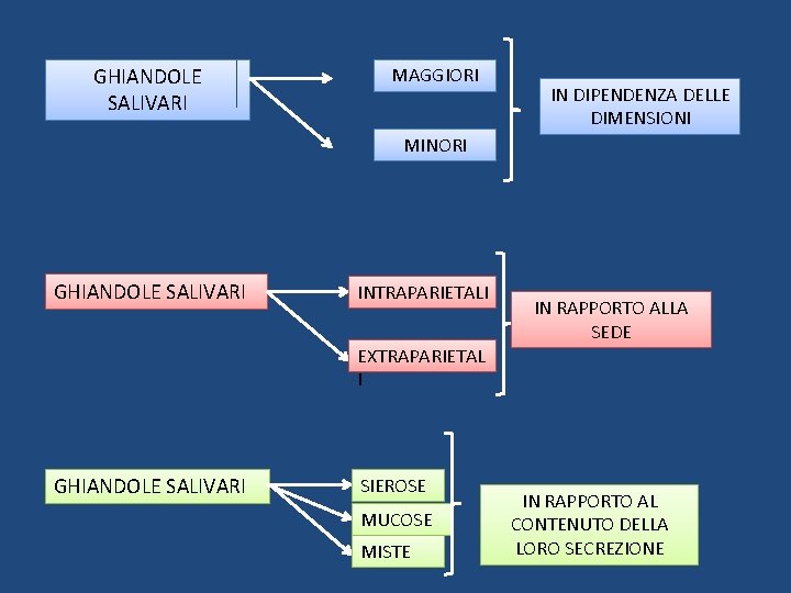 GHIANDOLE SALIVARI MAGGIORI IN DIPENDENZA DELLE DIMENSIONI MINORI GHIANDOLE SALIVARI INTRAPARIETALI IN RAPPORTO ALLA