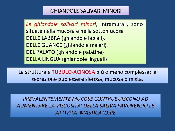 GHIANDOLE SALIVARI MINORI Le ghiandole salivari minori, intramurali, sono situate nella mucosa e nella