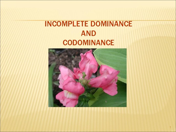 INCOMPLETE DOMINANCE AND CODOMINANCE 1 