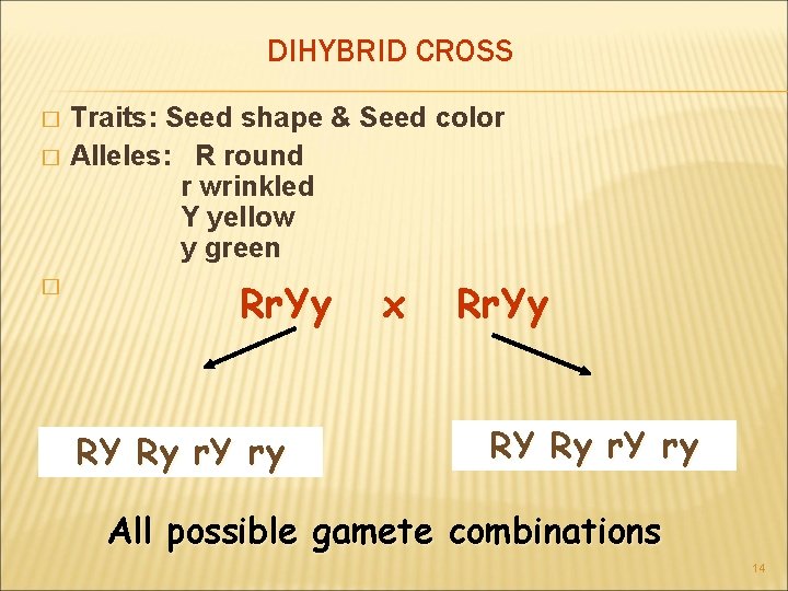 DIHYBRID CROSS Traits: Seed shape & Seed color � Alleles: R round r wrinkled