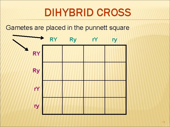 DIHYBRID CROSS Gametes are placed in the punnett square RY Ry r. Y ry