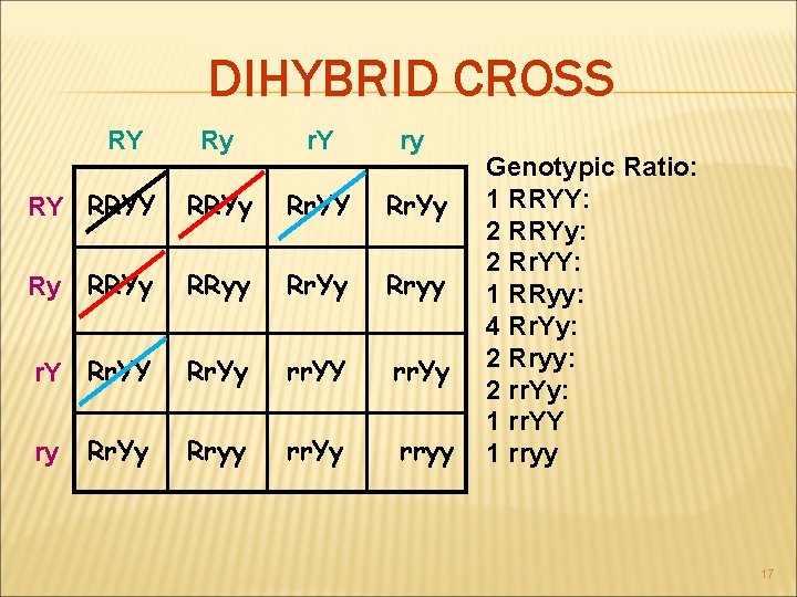 DIHYBRID CROSS RY Ry r. Y ry RY RRYy Rr. YY Rr. Yy Ry