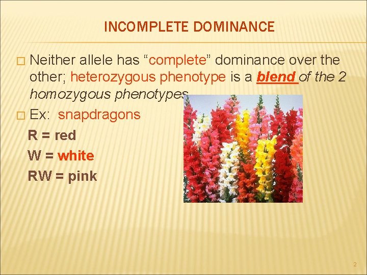 INCOMPLETE DOMINANCE Neither allele has “complete” dominance over the other; heterozygous phenotype is a