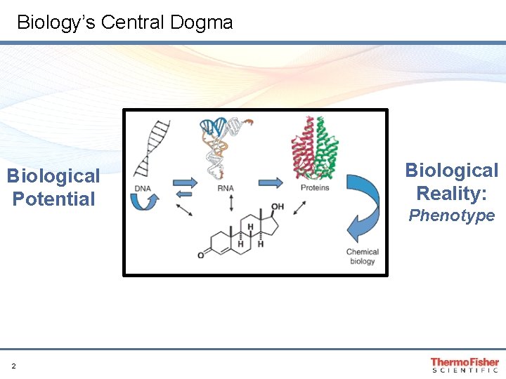 Biology’s Central Dogma Biological Potential 2 Biological Reality: Phenotype Biology’s Central Dogma Biological Potential 2 Biological Reality: Phenotype