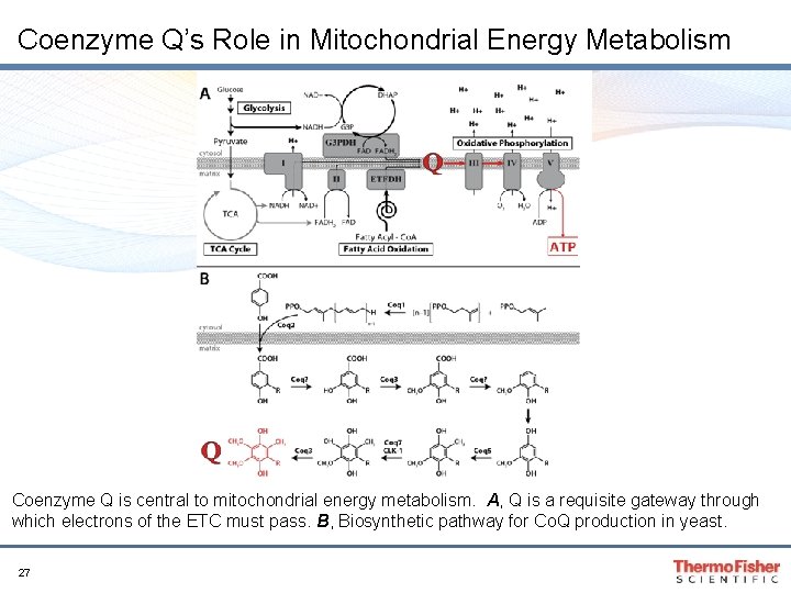 Coenzyme Q’s Role in Mitochondrial Energy Metabolism Coenzyme Q is central to mitochondrial energy Coenzyme Q’s Role in Mitochondrial Energy Metabolism Coenzyme Q is central to mitochondrial energy