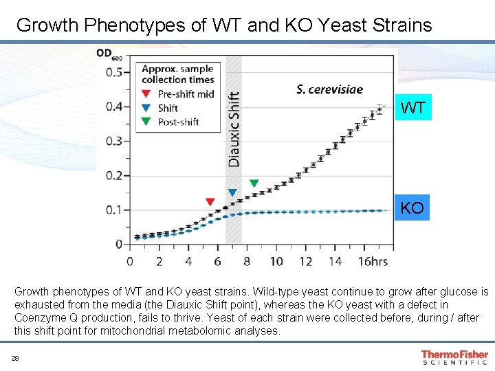 Growth Phenotypes of WT and KO Yeast Strains WT KO Growth phenotypes of WT Growth Phenotypes of WT and KO Yeast Strains WT KO Growth phenotypes of WT