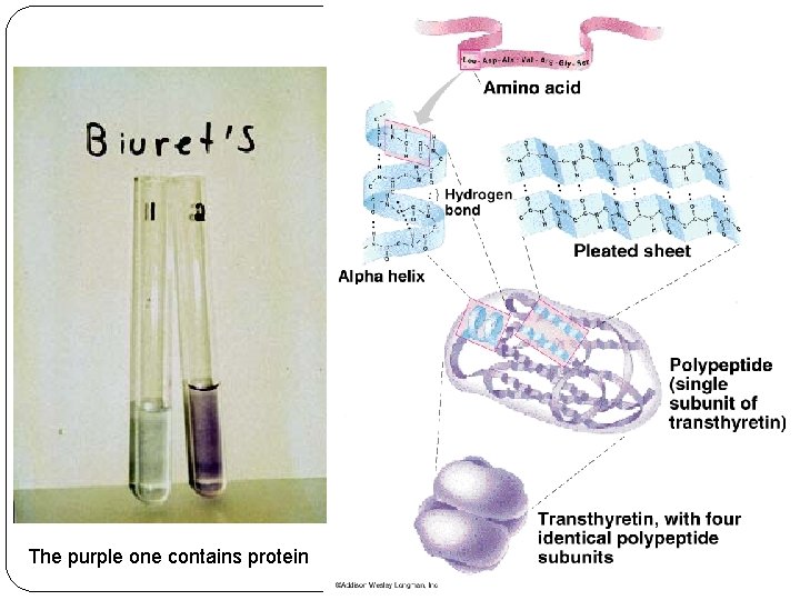 The purple one contains protein 