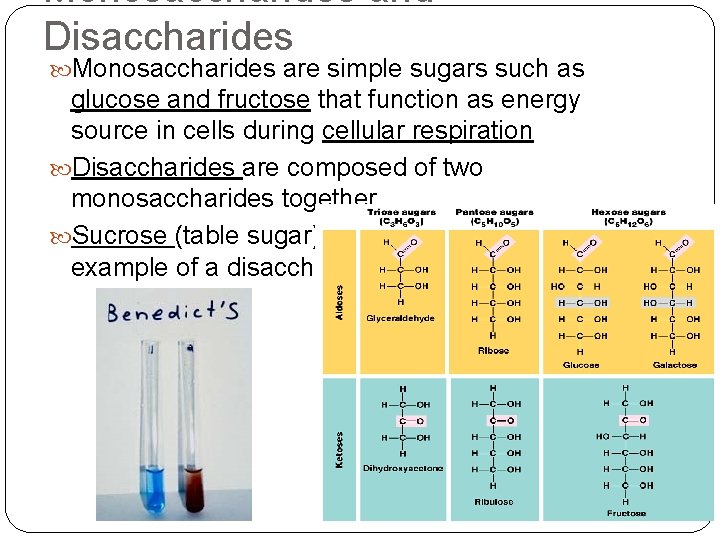 Monosaccharides and Disaccharides Monosaccharides are simple sugars such as glucose and fructose that function