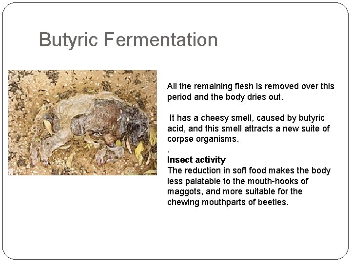 Butyric Fermentation All the remaining flesh is removed over this period and the body Butyric Fermentation All the remaining flesh is removed over this period and the body