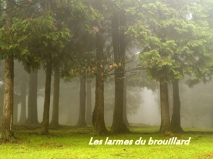 Les larmes du brouillard 