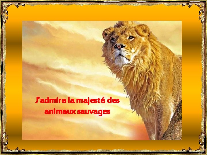 J’admire la majesté des animaux sauvages 