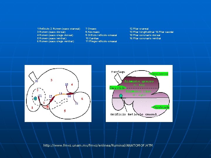 1 Retículo 2 Rumen (saco craneal) 3 Rumen (saco dorsal) 4 Rumen (saco ciego