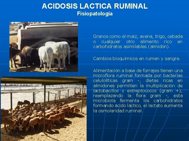 ACIDOSIS LACTICA RUMINAL Fisiopatología Granos como el maíz, avena, trigo, cebada o cualquier otro