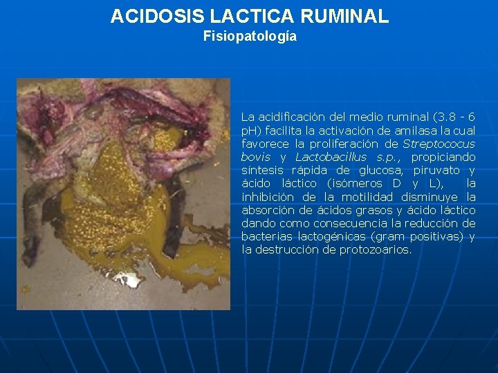 ACIDOSIS LACTICA RUMINAL Fisiopatología La acidificación del medio ruminal (3. 8 - 6 p.