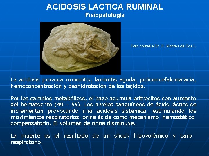 ACIDOSIS LACTICA RUMINAL Fisiopatología Foto cortesía Dr. R. Montes de Oca J. La acidosis
