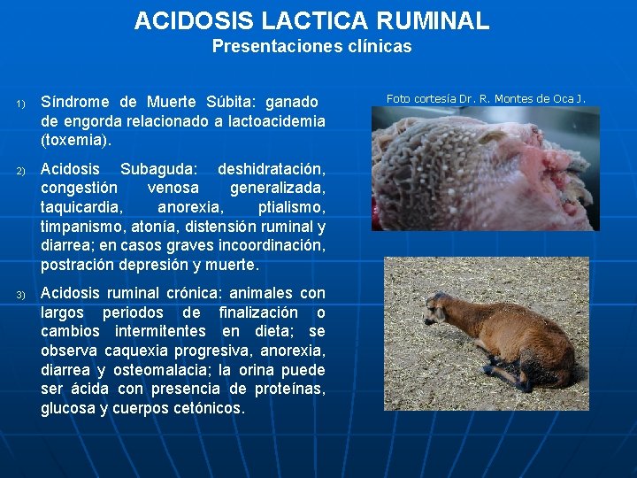 ACIDOSIS LACTICA RUMINAL Presentaciones clínicas 1) 2) 3) Síndrome de Muerte Súbita: ganado de