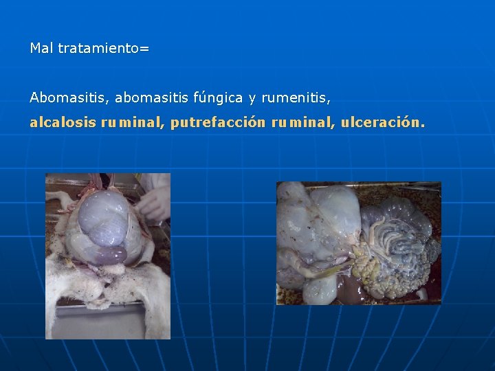 Mal tratamiento= Abomasitis, abomasitis fúngica y rumenitis, alcalosis ruminal, putrefacción ruminal, ulceración. 