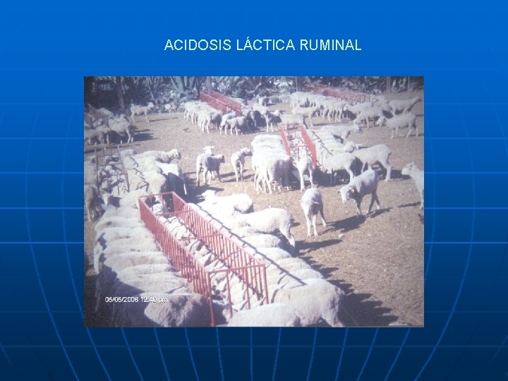 ACIDOSIS LÁCTICA RUMINAL 