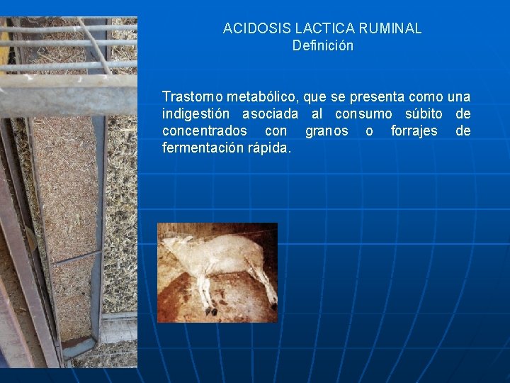 ACIDOSIS LACTICA RUMINAL Definición Trastorno metabólico, que se presenta como una indigestión asociada al