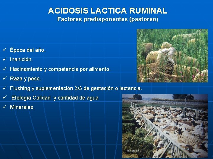 ACIDOSIS LACTICA RUMINAL Factores predisponentes (pastoreo) ü Época del año. ü Inanición. ü Hacinamiento