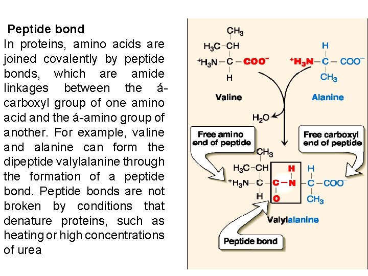 Peptide bond In proteins, amino acids are joined covalently by peptide bonds, which are