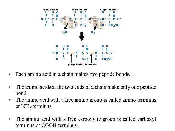  • Each amino acid in a chain makes two peptide bonds. • The